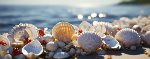 photo-wallpaper-seashell-serenity-2