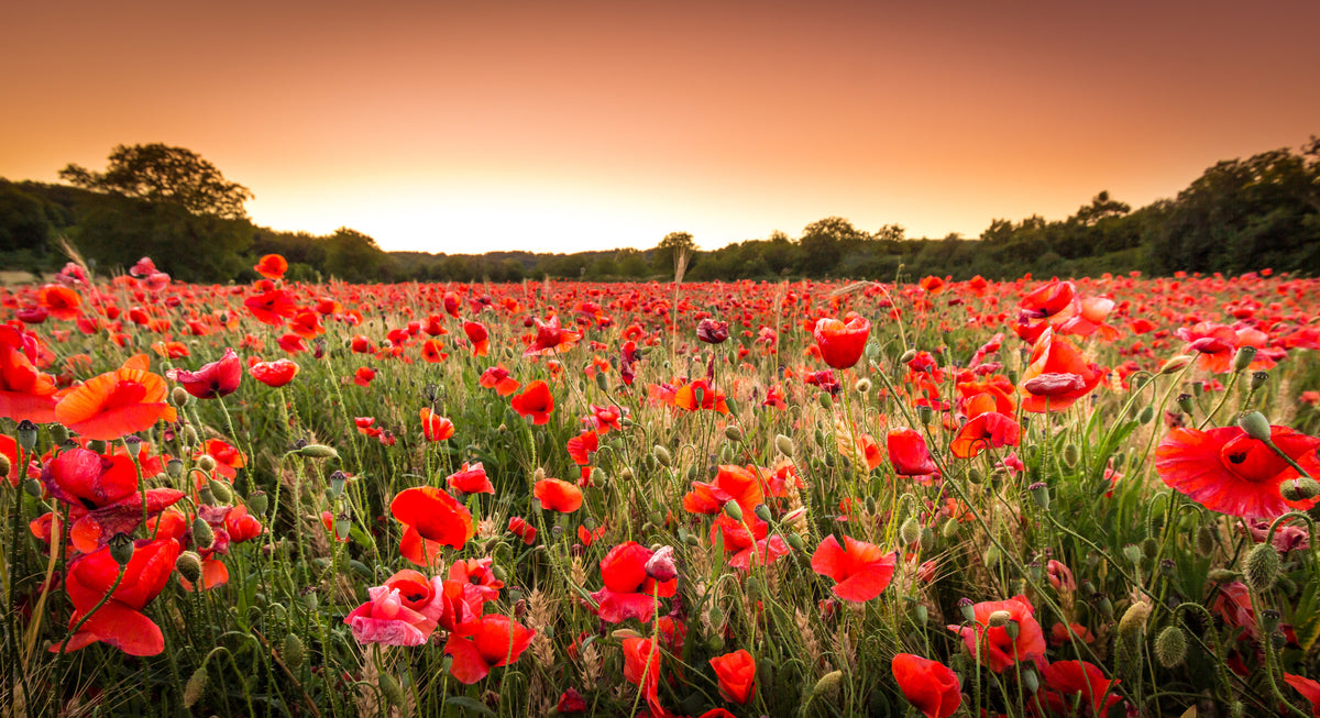 photo-wallpaper-sunset-over-a-field-of-poppies