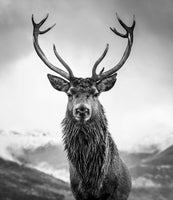 photo-wallpaper-monarch-of-the-glen