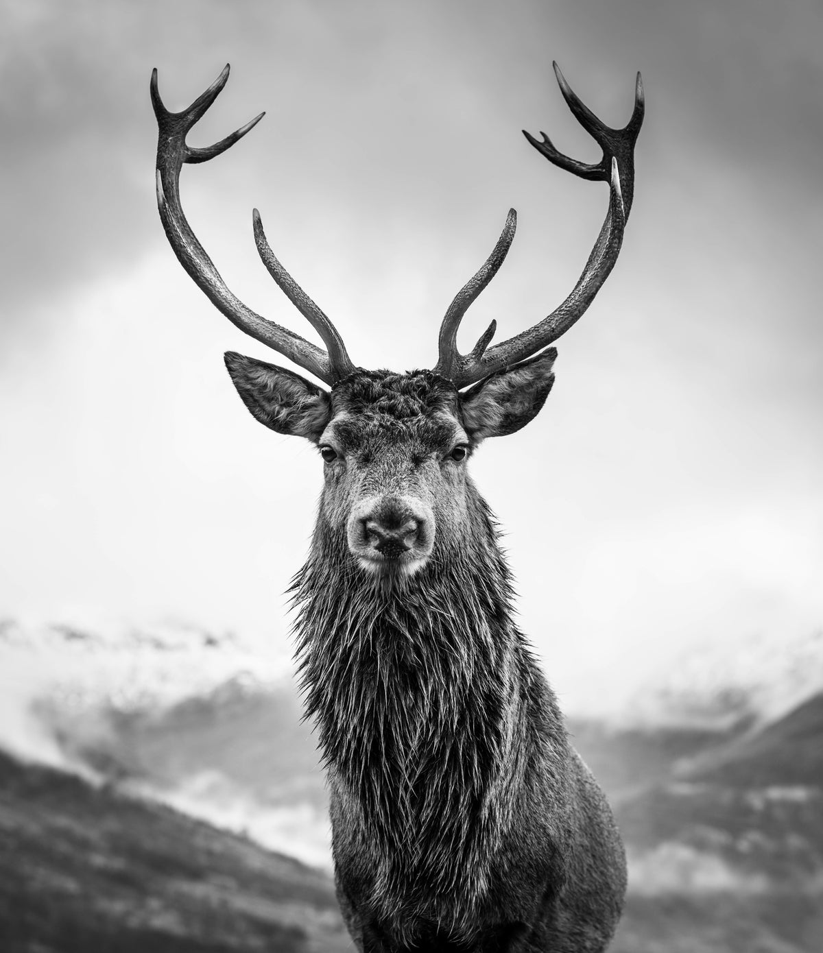 photo-wallpaper-monarch-of-the-glen
