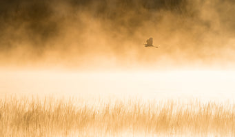 photo-wallpaper-golden-morning-flight