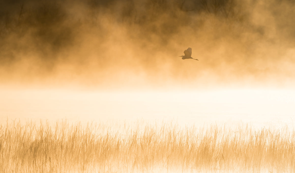 photo-wallpaper-golden-morning-flight