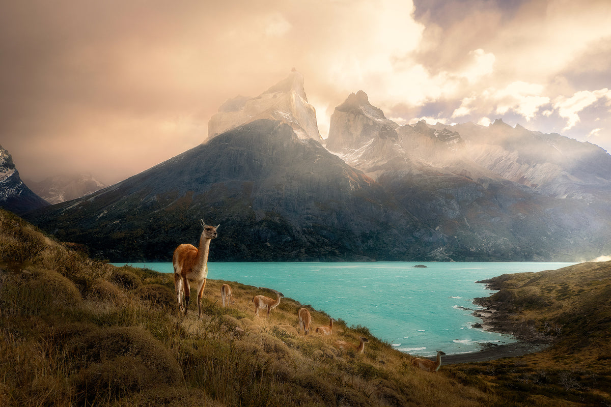 photo-wallpaper-patagonia-guanaco-peaks