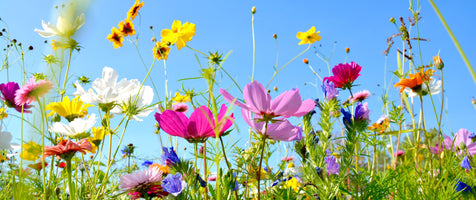 photo-wallpaper-flower-meadow-background-panorama-summer-flowers