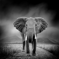 photo-wallpaper-black-and-white-image-of-a-elephant