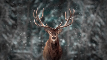 photo-wallpaper-majestic-winter-stag