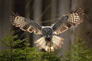 photo-wallpaper-silent-hunter