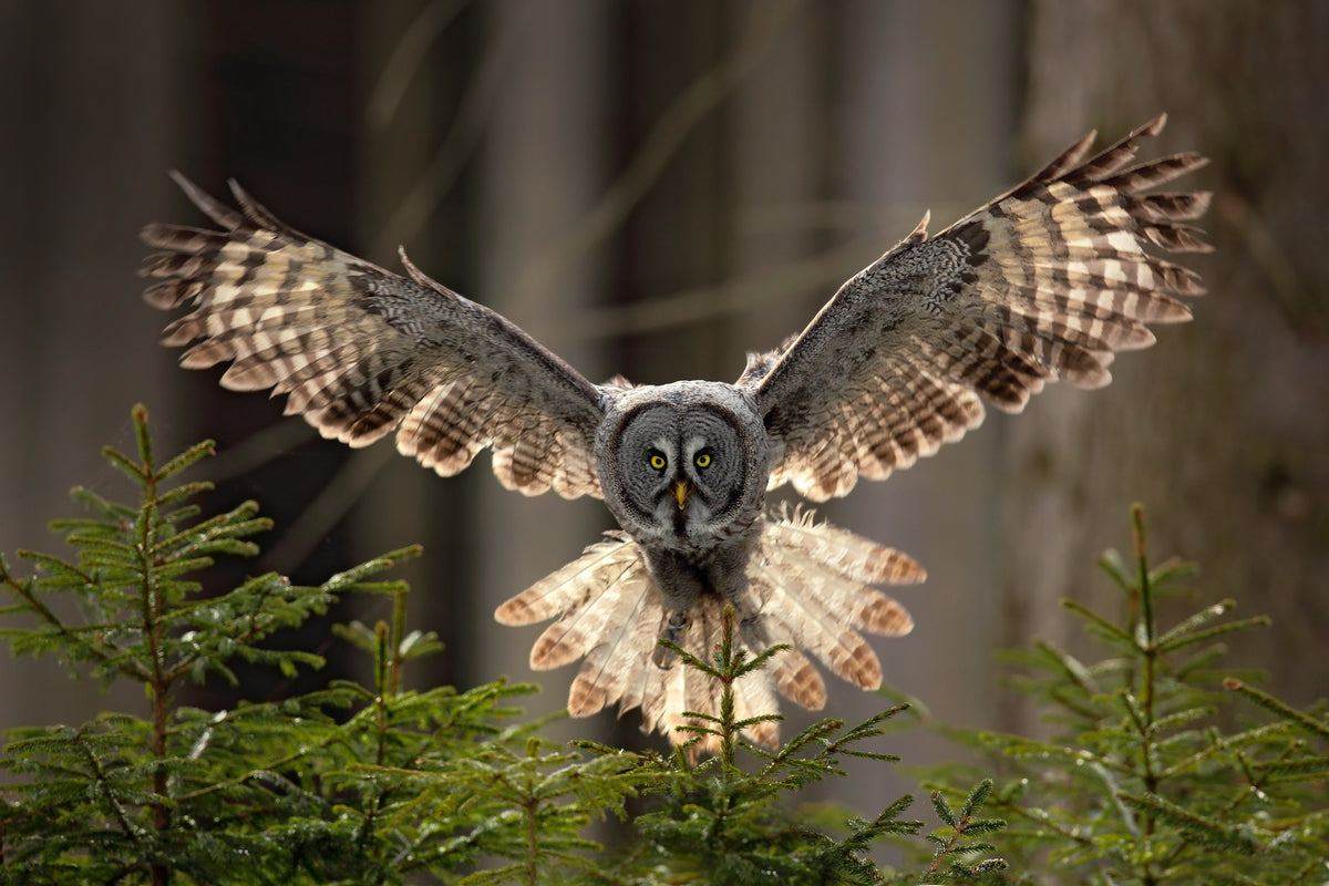 photo-wallpaper-silent-hunter