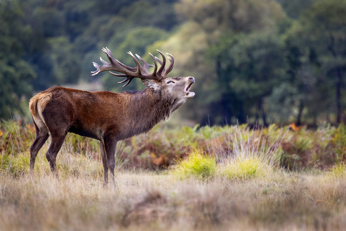 photo-wallpaper-roaring-red-stag