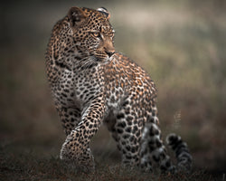 photo-wallpaper-alert-leopard-walk