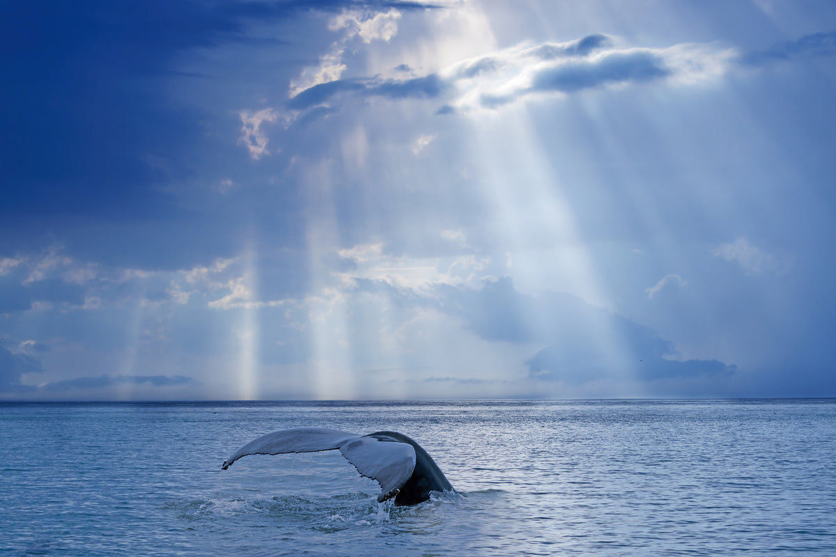 photo-wallpaper-whale-tail-sun-rays