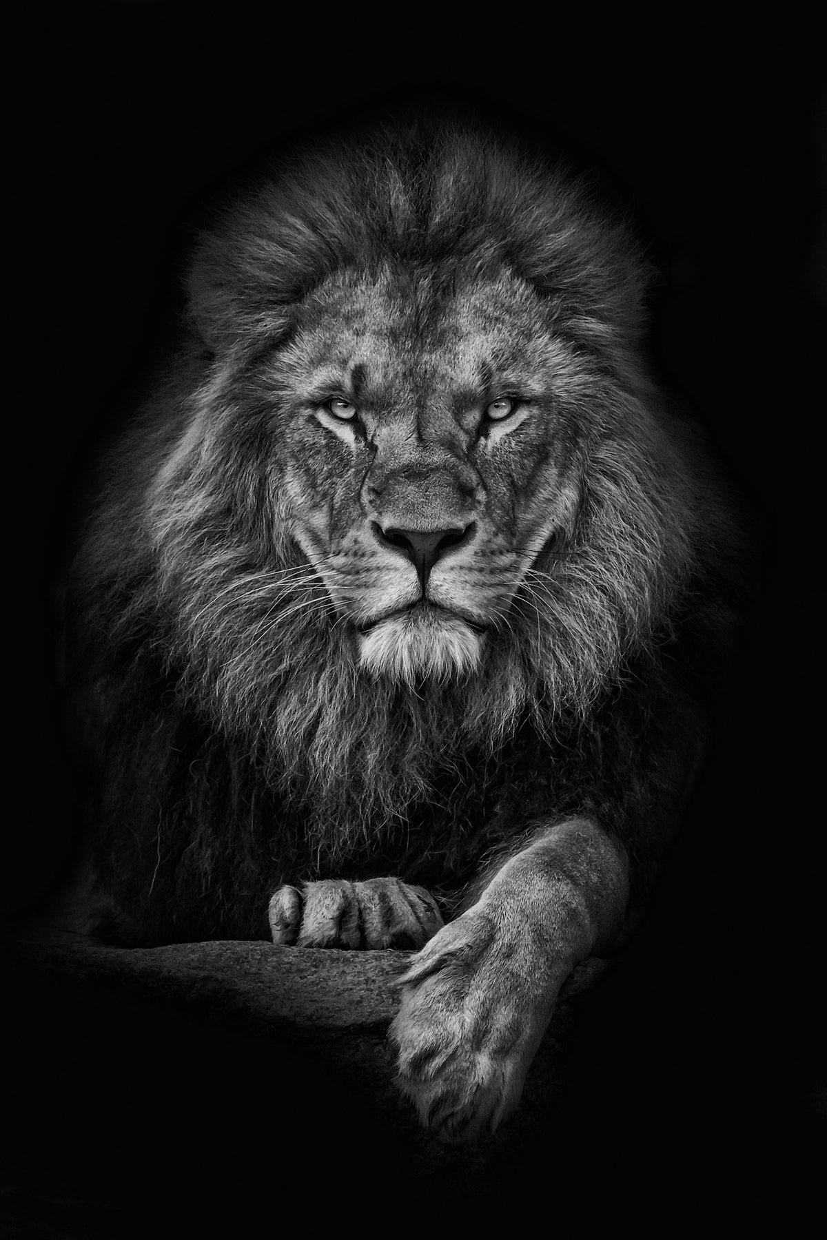 photo-wallpaper-king-lion