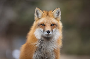 photo-wallpaper-red-fox-canada