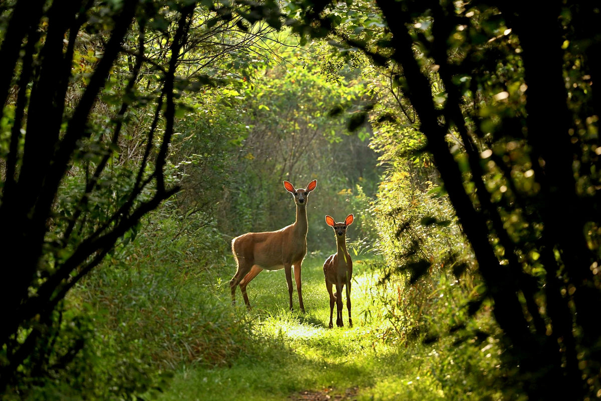 photo-wallpaper-white-tailed-deer-doe-and-fawn-near-city-park-in-wisconsin