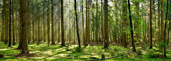 photo-wallpaper-beautiful-forest-with-moss-covered-soil-and-sunbeams-through-the-trees