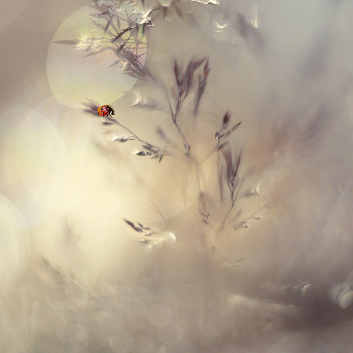 photo-wallpaper-little-lady