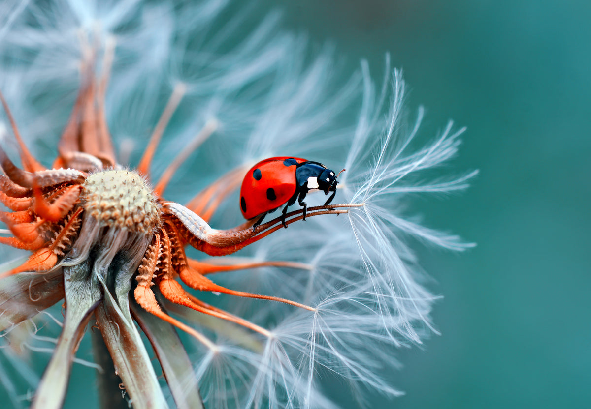 photo-wallpaper-freedom-3