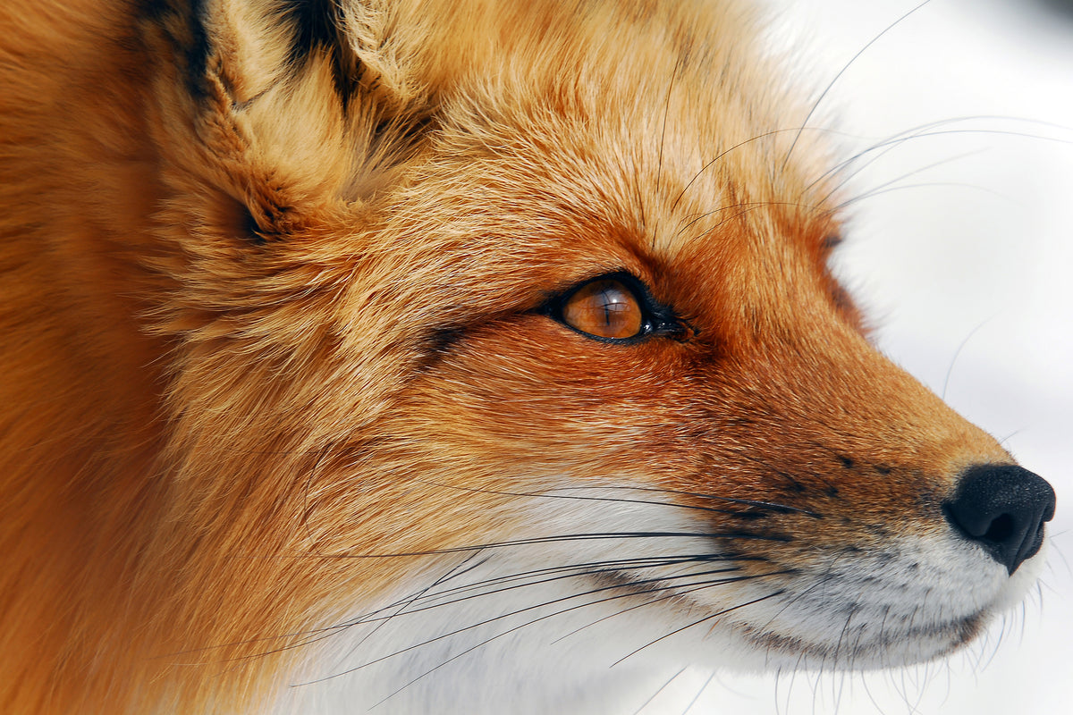 photo-wallpaper-red-fox-x