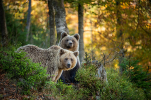 photo-wallpaper-brown-bear-in-autumn-forest
