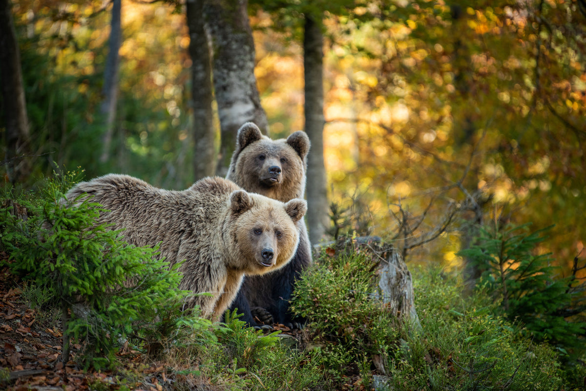 photo-wallpaper-brown-bear-in-autumn-forest