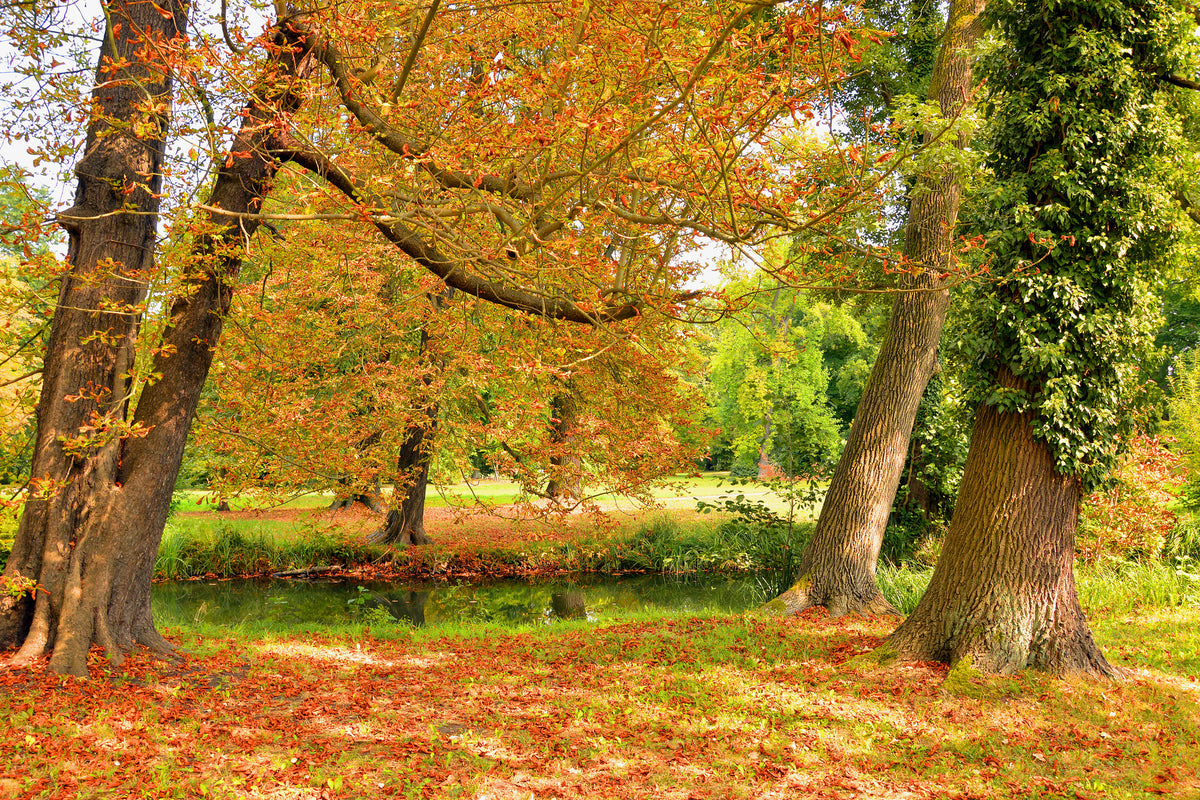 photo-wallpaper-in-the-middle-of-autumn-trees