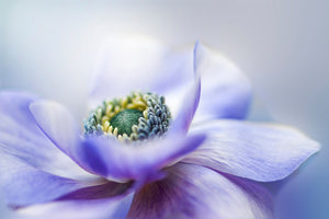 photo-wallpaper-anemone-de-caen-x