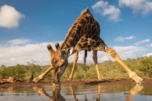 photo-wallpaper-southern-giraffe-drinking-water