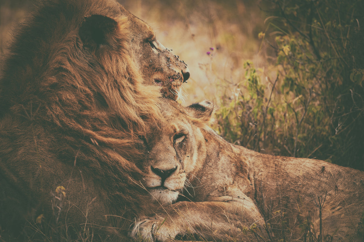 photo-wallpaper-we-qflyq-together-x