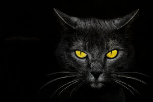 photo-wallpaper-monster-kill-x