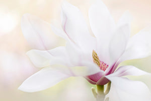 photo-wallpaper-purity-x