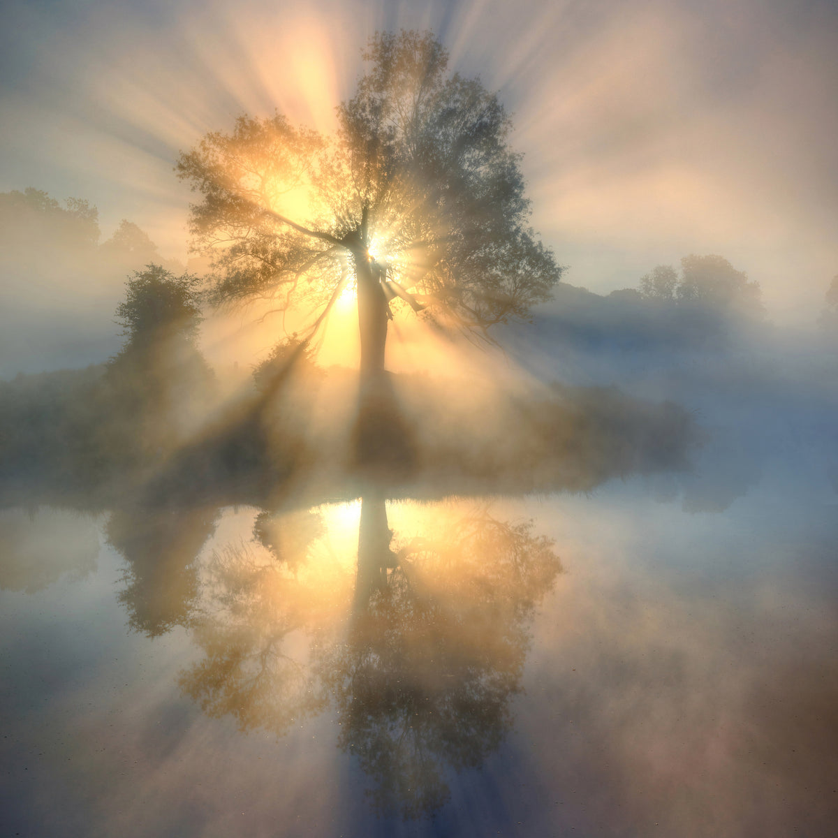 photo-wallpaper-tree-of-light-x