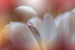 photo-wallpaper-ethereal-petal-drop