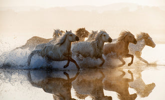 photo-wallpaper-wild-horses-running