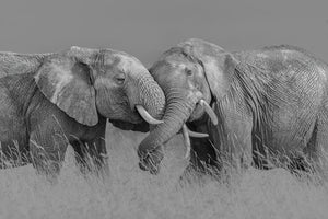 photo-wallpaper-elephant-flight