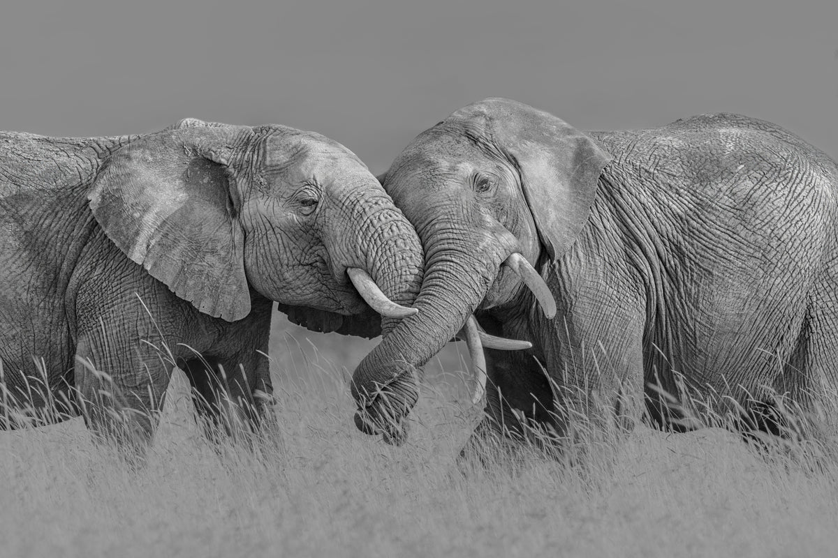 photo-wallpaper-elephant-flight