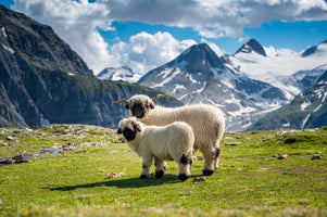 photo-wallpaper-alpine-peace-in-the-alps