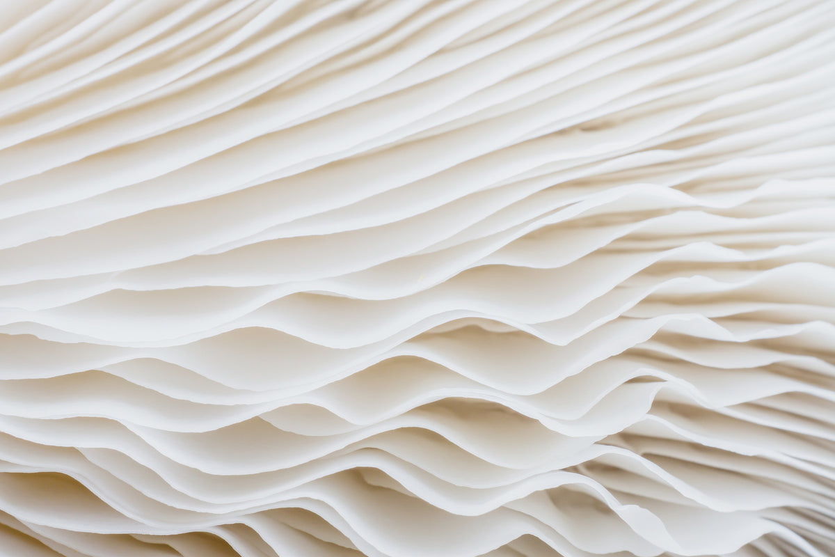 photo-wallpaper-abstract-background-macro-image-of-mushroom-sajor-caju-mushroom