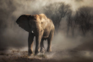 photo-wallpaper-misty-elephant-walk