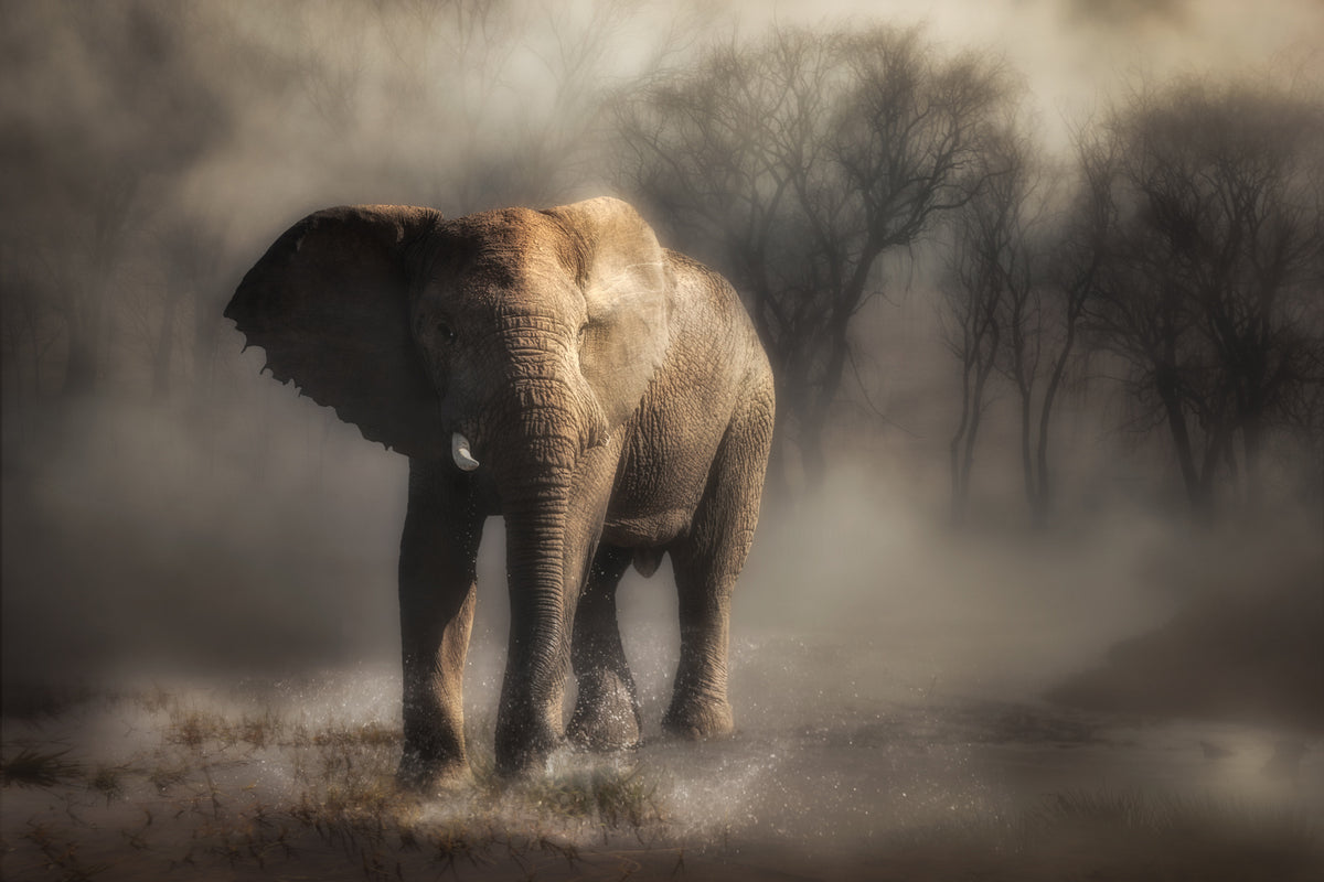 photo-wallpaper-misty-elephant-walk