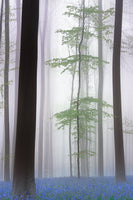 photo-wallpaper-foggy-forest-x