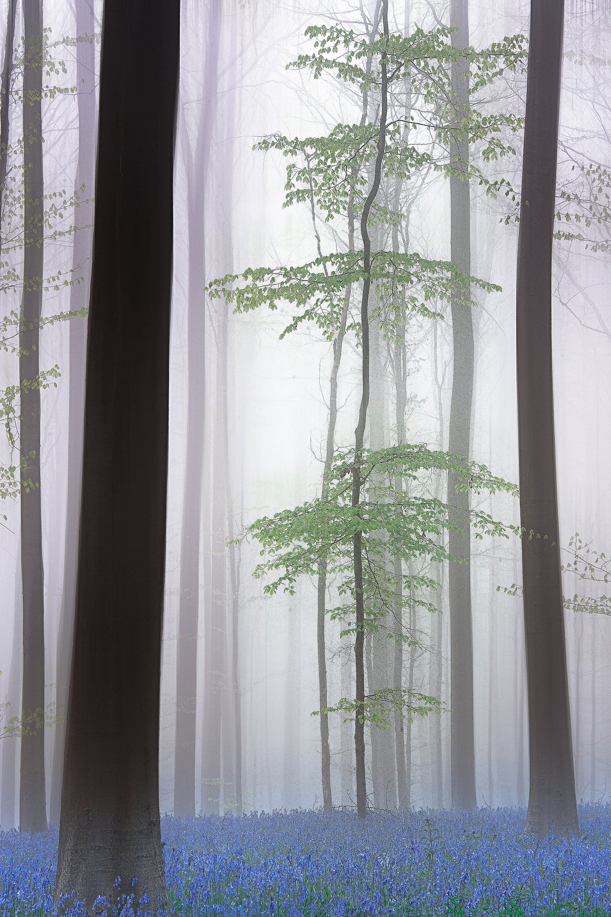 photo-wallpaper-foggy-forest-x