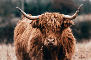 photo-wallpaper-highland-cow-doing-his-thing