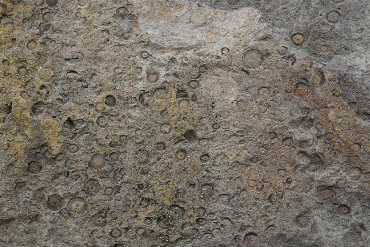 photo-wallpaper-geological-fossil-patterns