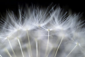 photo-wallpaper-blow-it-x