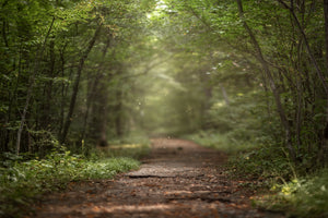 photo-wallpaper-beautiful-green-summer-forest-spring-background-backdrop