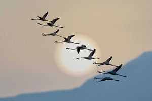 photo-wallpaper-flamingo-sunset-silhouettes