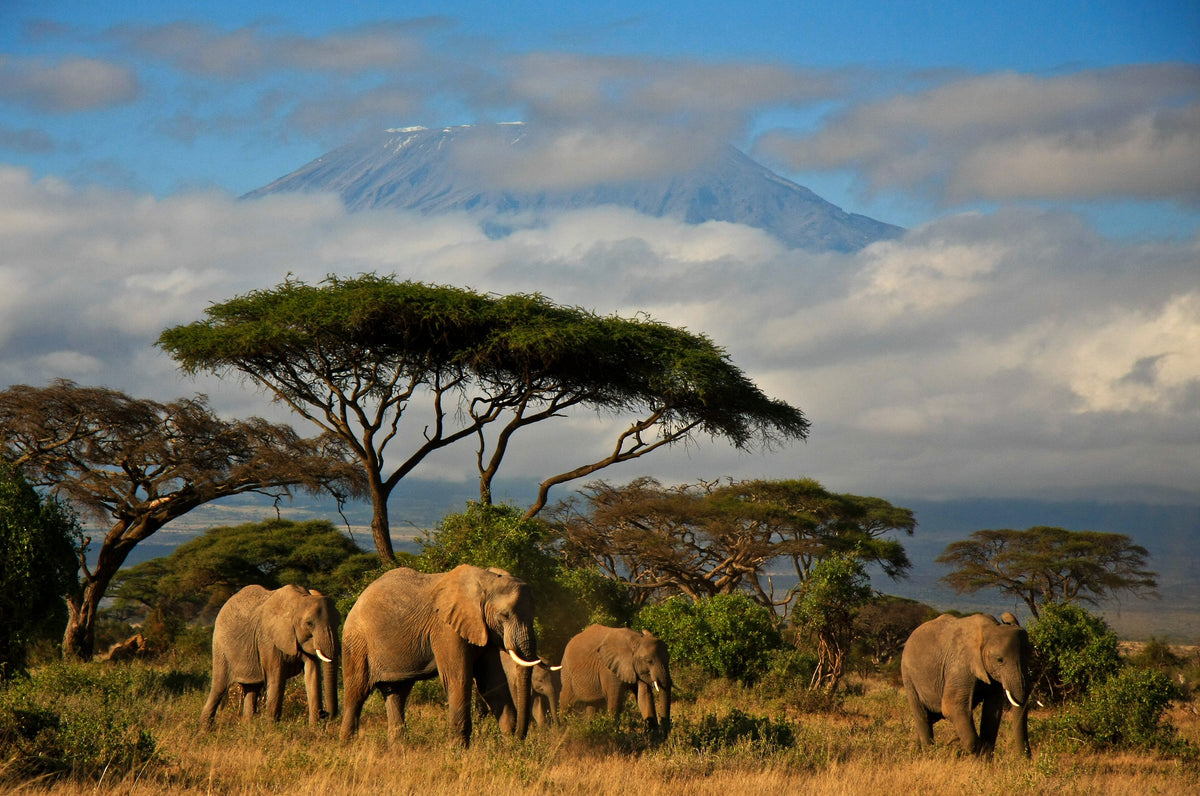 photo-wallpaper-elephant-family-in-front-of-mt-kilimanjaro