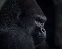 photo-wallpaper-pensive-gorilla-profile