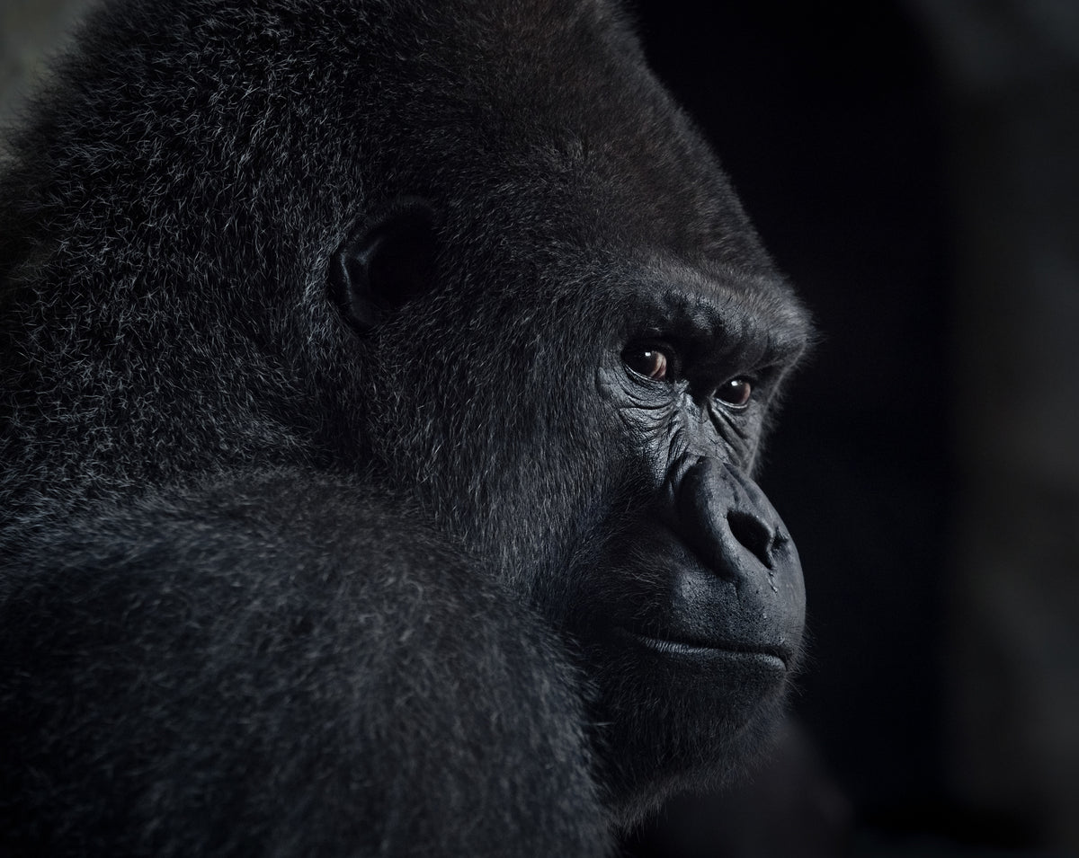 photo-wallpaper-pensive-gorilla-profile