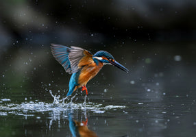 photo-wallpaper-kingfisher-rising-from-the-water-with-glittering-droplets